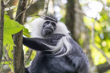 colobus monkey in National Park Nyungwe Forest in Rwanda