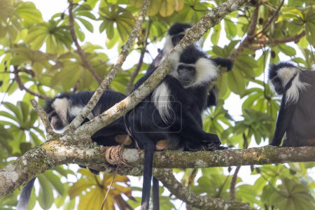 Foto de Mono colobo en Parque Nacional Bosque de Nyungwe en Ruanda - Imagen libre de derechos