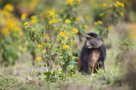 Téléchargez les photos : Singe doré dans le parc national des Volcans. Rwanda - en image libre de droit