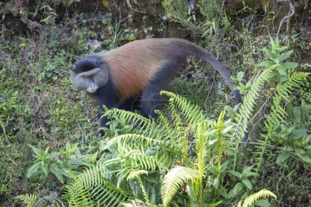 Téléchargez les photos : Singe doré dans le parc national des Volcans. Rwanda - en image libre de droit