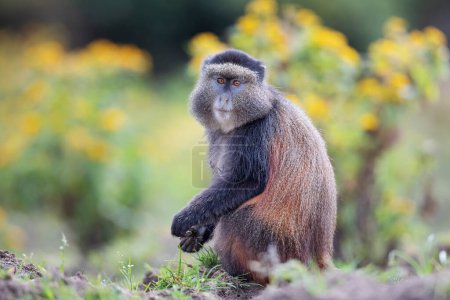 Photo for Golden monkey in Volcanoes National Park. Rwanda - Royalty Free Image