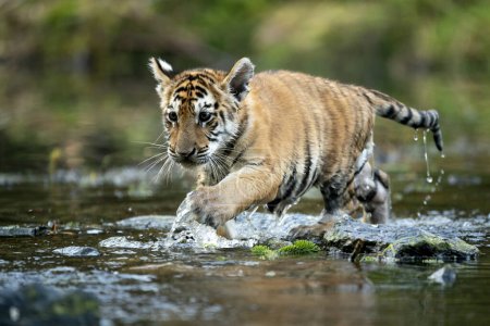 junger sibirischer / bengaler Tiger, in Gefangenschaft