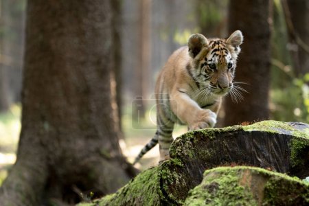 joven tigre siberiano / bengala, cautivo