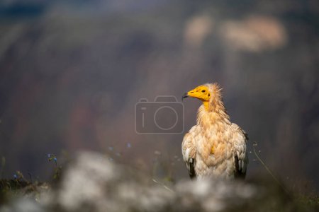 Téléchargez les photos : Vautour égyptien également appelé poulet du pharaon sur l'île de Socotra - en image libre de droit