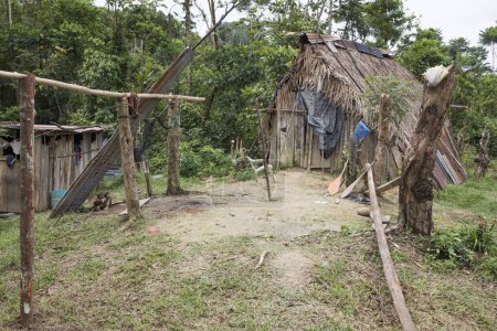 Photo for Huaorani houses in the village of Waorani tribe,  Amazonian region of Ecuador - Royalty Free Image