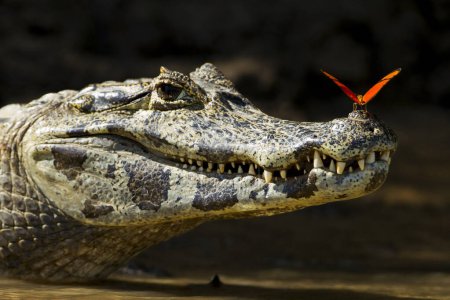 Téléchargez les photos : Yacare caïman avec papillon sur la tête dans Pantanal - en image libre de droit