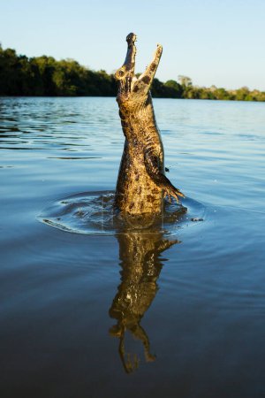 Photo for Jumping yacare caiman in Pantanal - Royalty Free Image