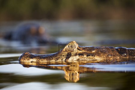 Photo for Danger yacare caiman in Pantanal - Royalty Free Image