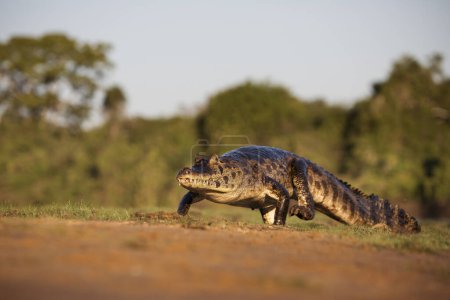 Photo for Danger yacare caiman in Pantanal - Royalty Free Image