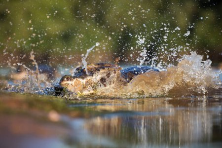 Photo for Danger yacare caiman fishing in Pantanal - Royalty Free Image