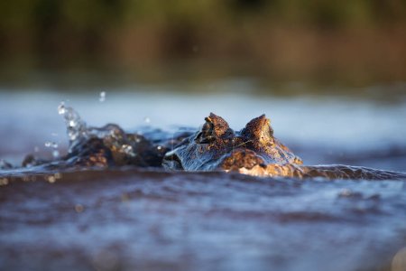 Photo for Danger yacare caiman fishing in Pantanal - Royalty Free Image