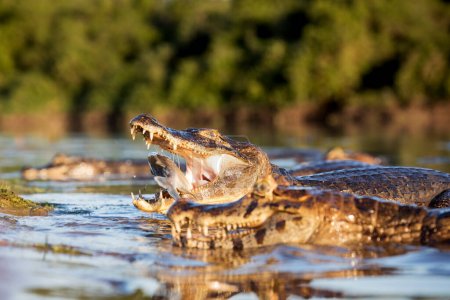 peligro yacare caiman pesca en Pantanal