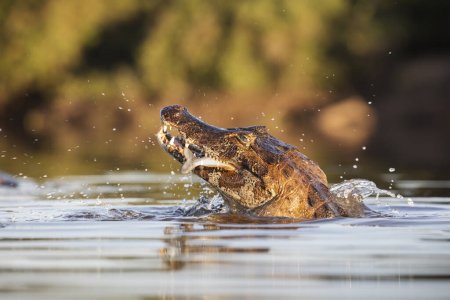 Téléchargez les photos : Danger yacare caïman pêche dans Pantanal - en image libre de droit