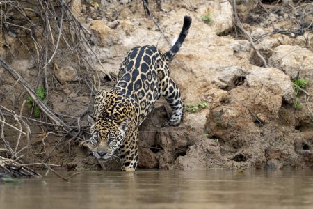 Téléchargez les photos : Jaguar dans la jungle pantanal, Faune - en image libre de droit