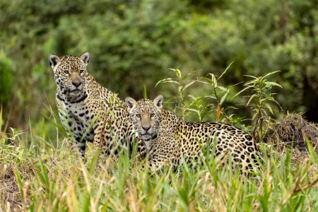 Foto de Jaguar en la selva pantanal, Vida silvestre - Imagen libre de derechos