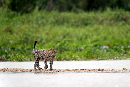 Téléchargez les photos : Jaguar dans la jungle pantanal, Faune - en image libre de droit