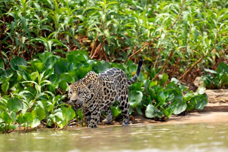 jaguar en la selva pantanal, Vida silvestre