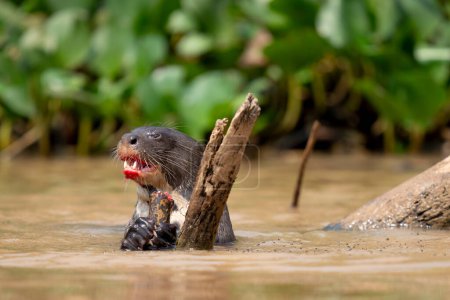 Foto de Nutria gigante en rio negro en Pantanal - Imagen libre de derechos
