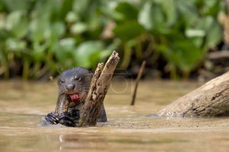 loutre géante dans rio negro dans Pantanal