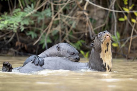 Photo for Giant otter in rio negro in Pantanal - Royalty Free Image