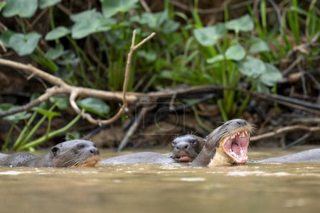 Téléchargez les photos : Loutre géante dans rio negro dans Pantanal - en image libre de droit