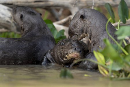 Photo for Giant otter in rio negro in Pantanal - Royalty Free Image