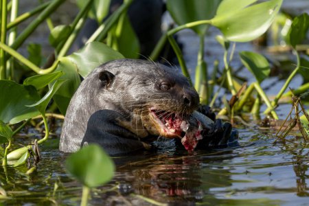 giant otter in rio negro in Pantanal