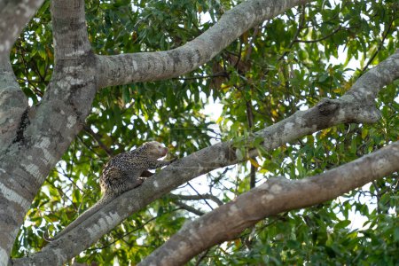 Foto de Puercoespín brasileño en árbol en el Pantanal brasileño - Imagen libre de derechos