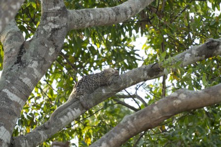 Foto de Puercoespín brasileño en árbol en el Pantanal brasileño - Imagen libre de derechos