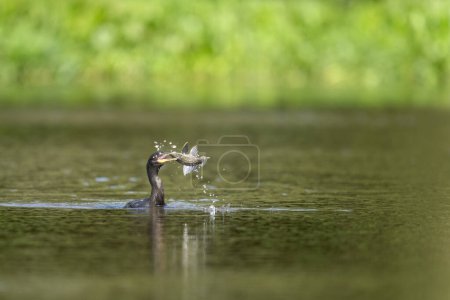 Photo for Neotropic cormorant fishing in river in tropical Pantanal - Royalty Free Image