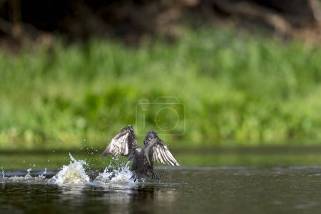 Photo for Neotropic cormorant fishing in river in tropical Pantanal - Royalty Free Image