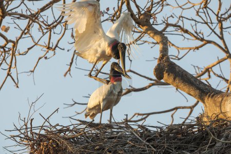 Photo for Jabiru stork in tropical Pantanal - Royalty Free Image