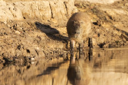 Photo for Capybara in tropical Pantanal - Royalty Free Image