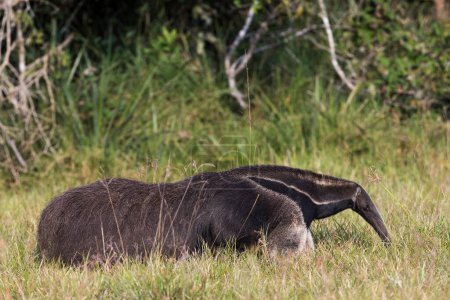 Téléchargez les photos : Fourmilière géante dans le Pantanal tropical - en image libre de droit
