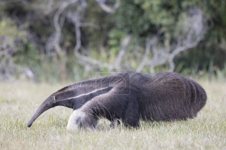 Oso hormiguero gigante en Pantanal tropical