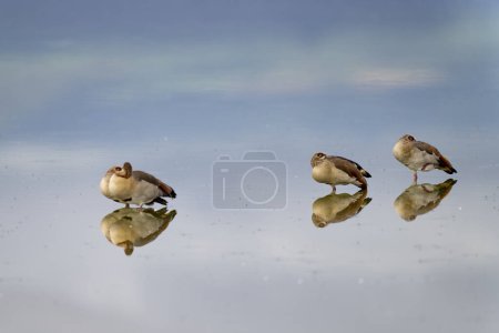 Téléchargez les photos : Oie égyptienne sur le lac dans le parc national d'Amboseli - en image libre de droit