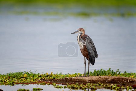 Photo for Goliath heron in Amboseli national park - Royalty Free Image