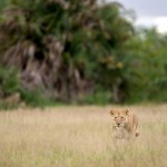 lion in Amboseli national park
