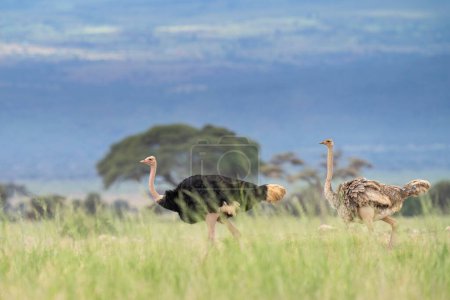 Téléchargez les photos : Autruche masai dans le parc national d'Amboseli - en image libre de droit