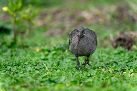 Naivasha national park, hadada ibis