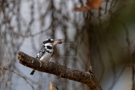 Naivasha national park, pied kingfisher, Ceryle rudis