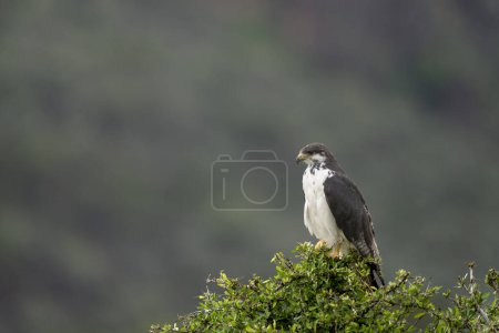 Parque Nacional Nakuru, águila buitre augur, Buteo augur