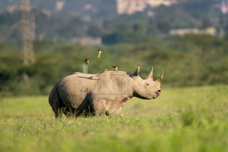 Foto de Parque Nacional Nakuru, rinoceronte negro, Diceros bicornis - Imagen libre de derechos