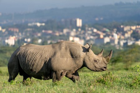 Nakuru national park, black rhino, Diceros bicornis
