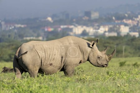 Parc national de Nakuru, rhinocéros noir, Diceros bicornis