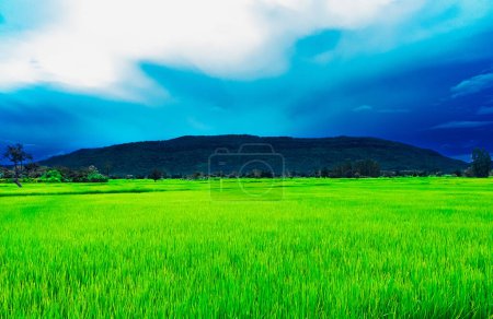 Photo for The scenery has beautiful green rice fields. Ahead is a large mountain. blue sky and white It's the atmosphere after the rain in Thailand - Royalty Free Image