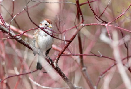 A delicate small bird with vibrant feathers is peacefully perched on a slender tree branch, its eyes alert as it surveys its surroundings. The birds tiny feet grip the branch securely, blending