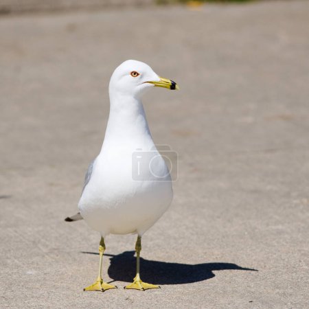 A herring gull with impudent eyes walks along the asphalt, surveying the surroundings for potential food sources.
