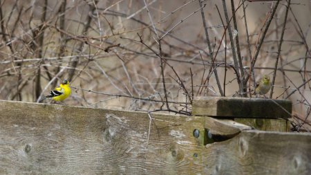 A small yellow bird gracefully perches on top of a wooden fence, showcasing its vibrant plumage under the sunlight.