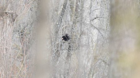 Una ardilla negra es vista comiendo comida mientras está encaramada en un tronco de árbol en un bosque invernal de Toronto, mezclándose entre las ramas desnudas.